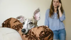 Be careful, your dog is listening: what does your pet understand from your conversations?